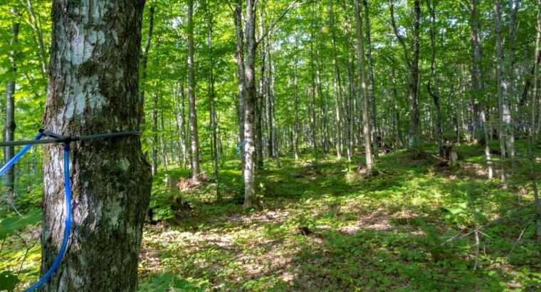 Adstock (Chaudières-Appalaches) : Érablière bio