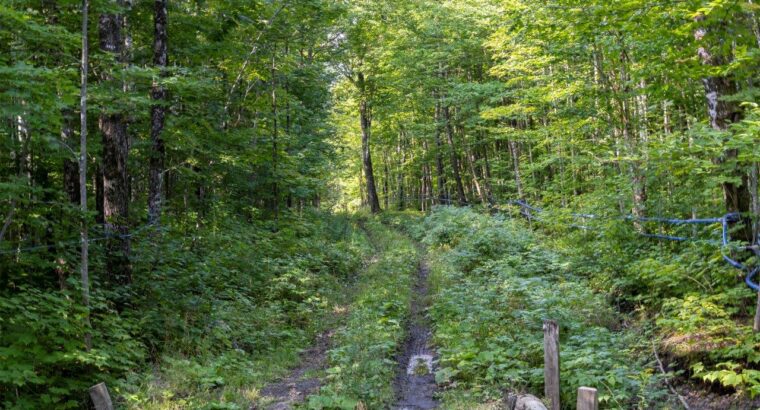 Adstock (Chaudières-Appalaches) : Érablière bio