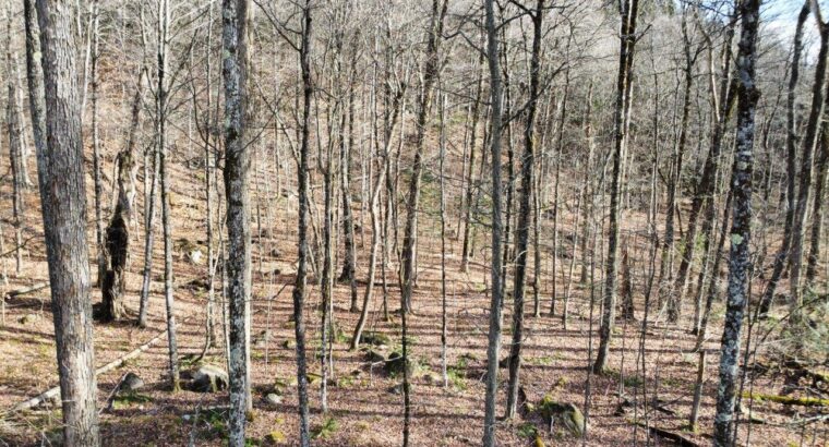Brownsburg-Chatham : terrain de 72 343 pi2