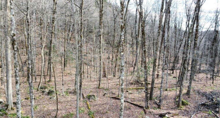 Brownsburg-Chatham : terrain de 72 343 pi2